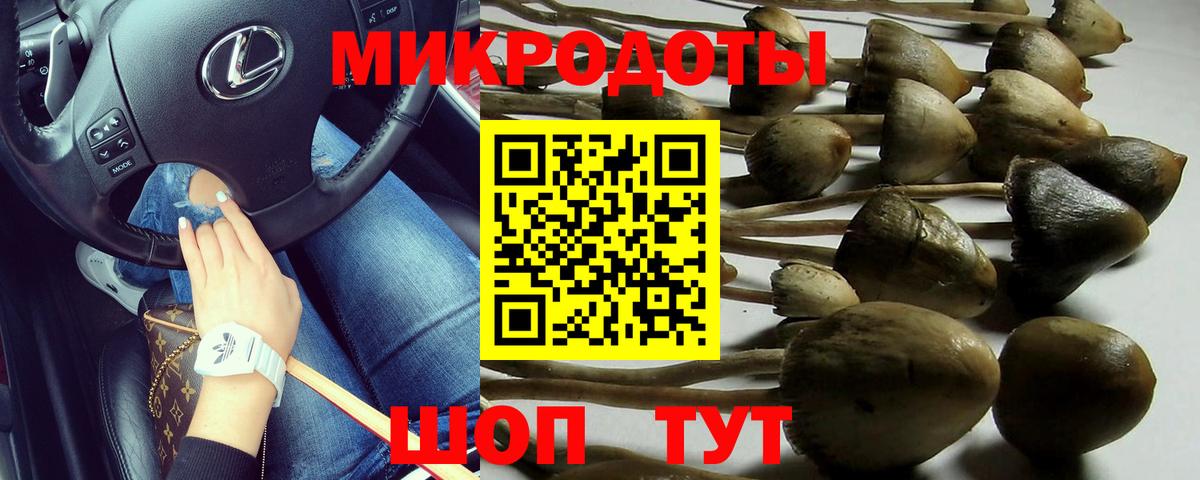 Псилоцибиновые грибы Psilocybine cubensis Кандалакша